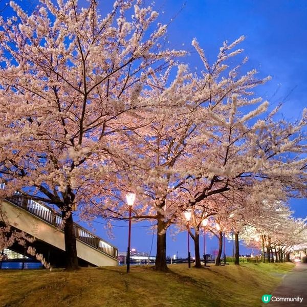新潟  夜櫻🌸 浪漫滿瀉！復活節