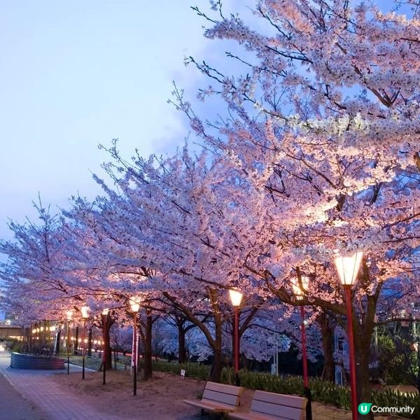 新潟  夜櫻🌸 浪漫滿瀉！復活節