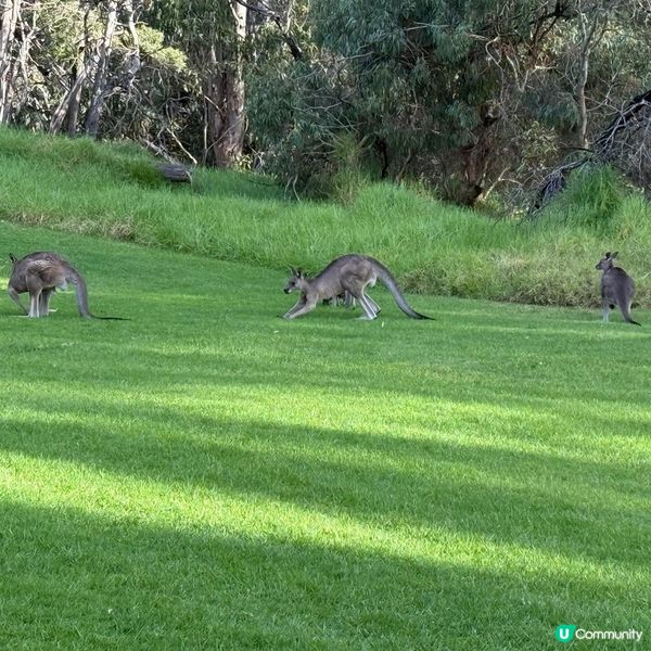 墨爾本高爾夫公眾場⛳️推介👍