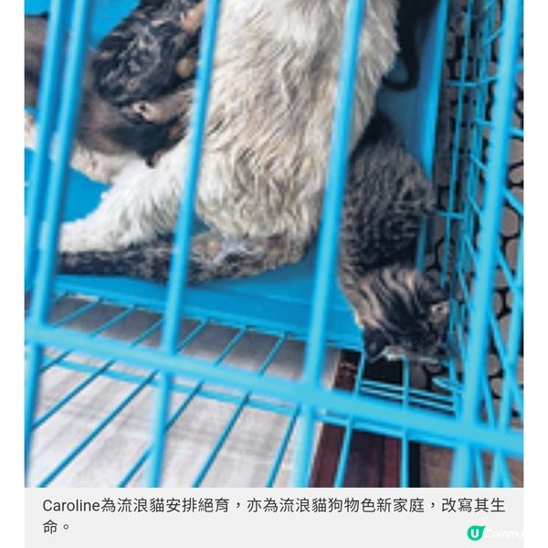 是女強人也是動物義工及貓奴 照顧毛孩是一生的承諾
