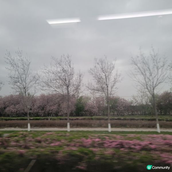 #中國旅遊攻略 #中國好去處 春天在新疆公路上，沿途可欣賞美...