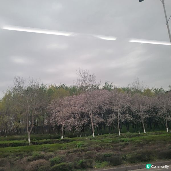 #中國旅遊攻略 #中國好去處 春天在新疆公路上，沿途可欣賞美...