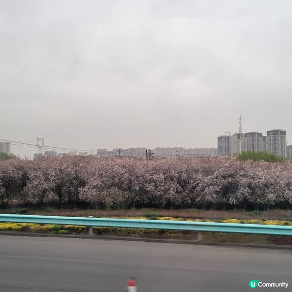 #中國旅遊攻略 #中國好去處 春天在新疆公路上，沿途可欣賞美...