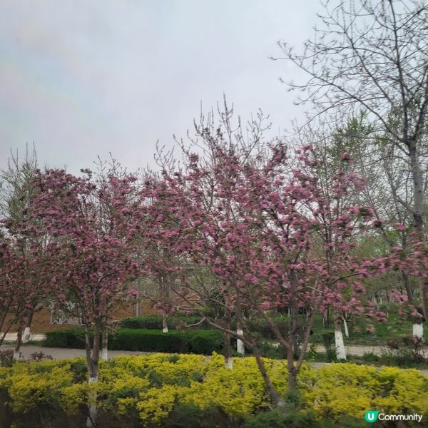 #中國旅遊攻略 #中國好去處 春天在新疆公路上，沿途可欣賞美...