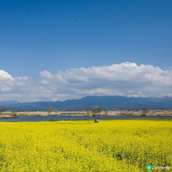 福島潟油菜花海💛🌸