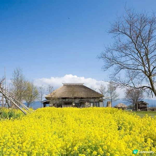 福島潟油菜花海💛🌸