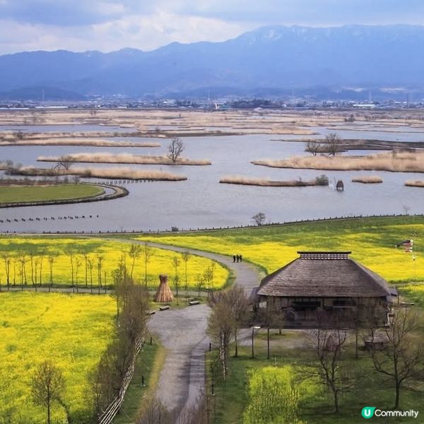 福島潟油菜花海💛🌸