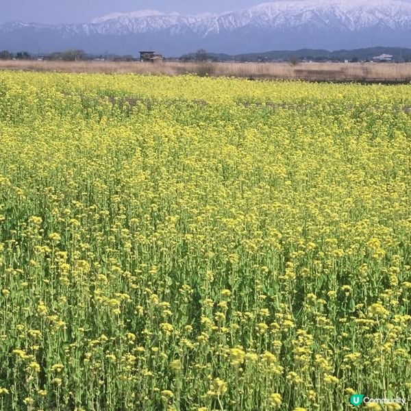 福島潟油菜花海💛🌸