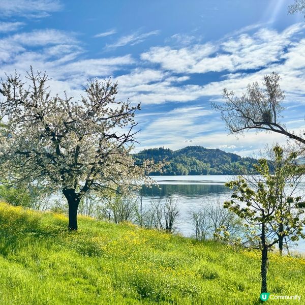 《感受溫柔的櫻花》 🌸