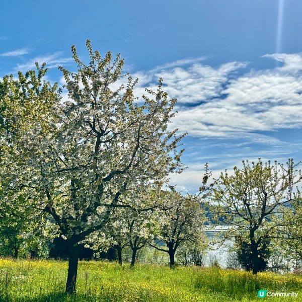 《感受溫柔的櫻花》 🌸