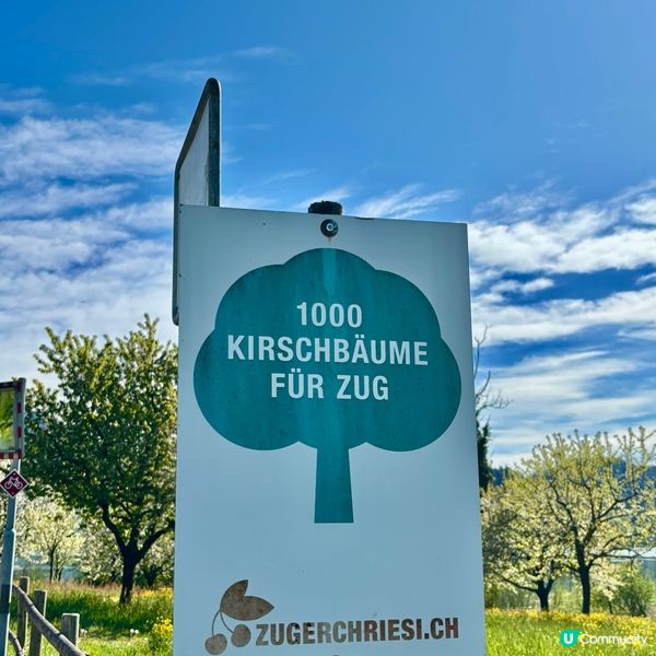 《感受溫柔的櫻花》 🌸