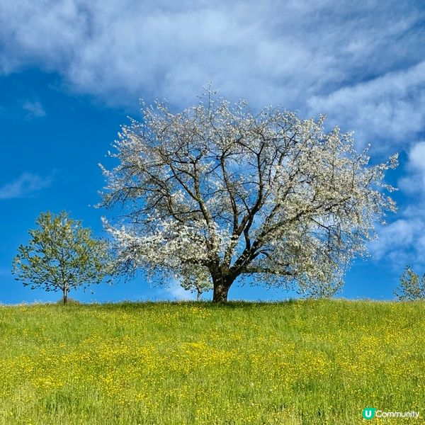 《感受溫柔的櫻花》 🌸