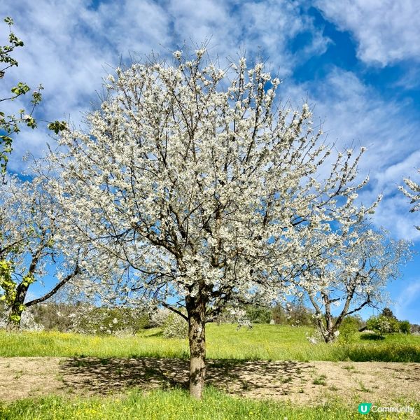 《感受溫柔的櫻花》 🌸