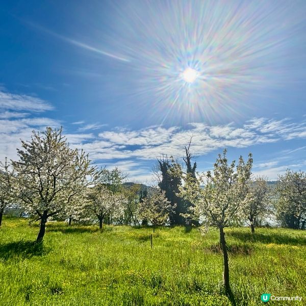 《感受溫柔的櫻花》 🌸