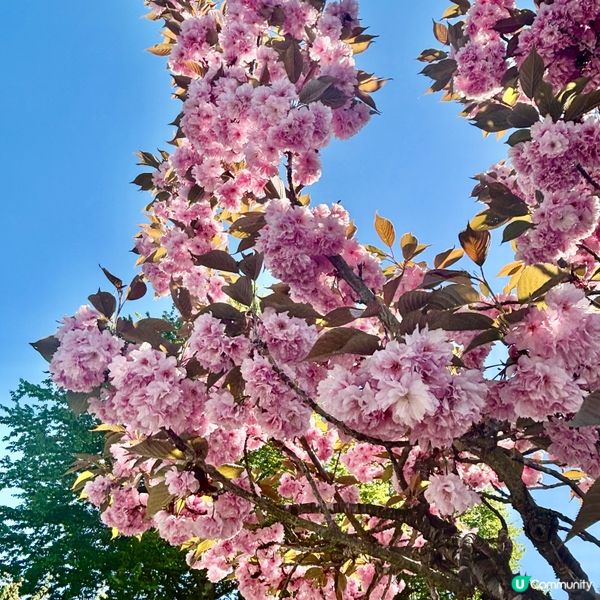 《感受溫柔的櫻花》 🌸