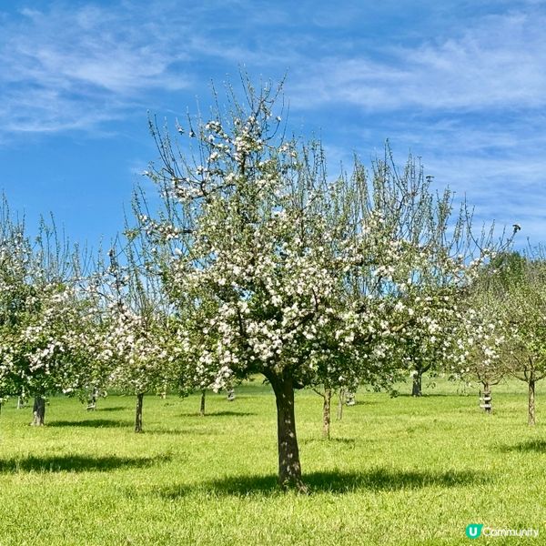 《感受溫柔的櫻花》 🌸