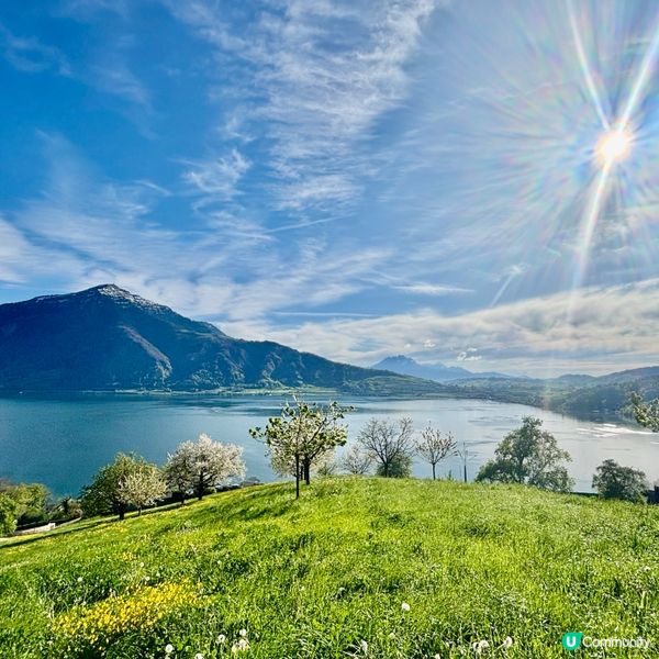 《感受溫柔的櫻花》 🌸