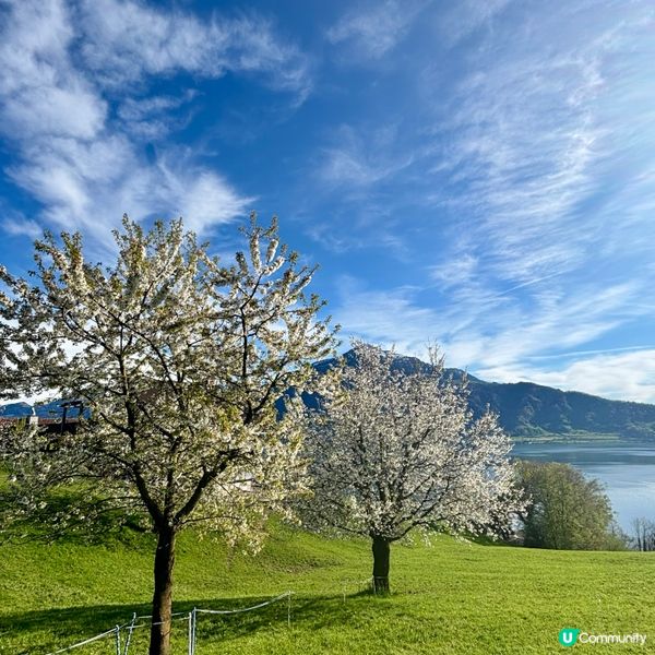 《感受溫柔的櫻花》 🌸