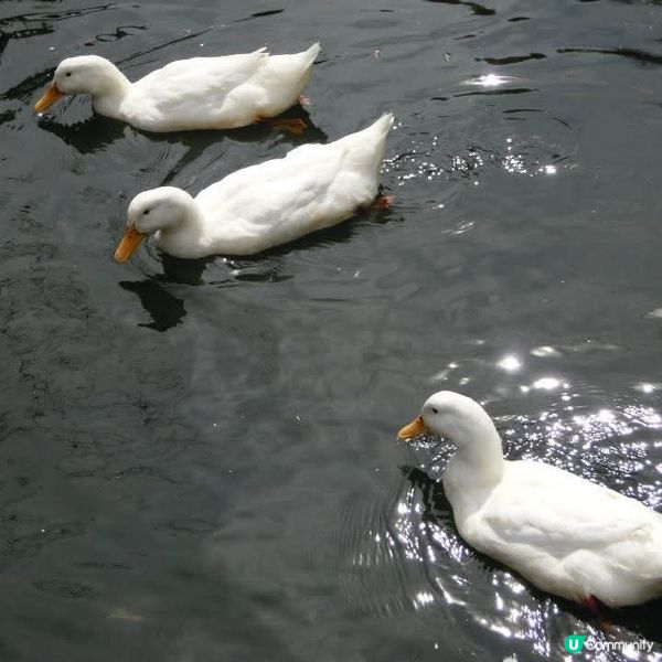 體驗明治時代的建築和歷史文化