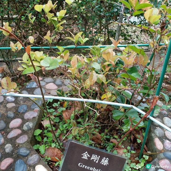 鍾意植物真係可以去睇下