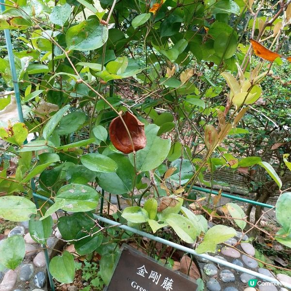 鍾意植物真係可以去睇下