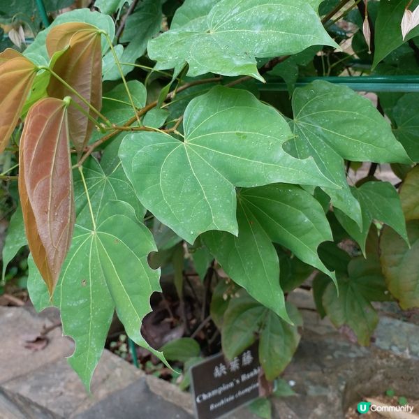 鍾意植物真係可以去睇下