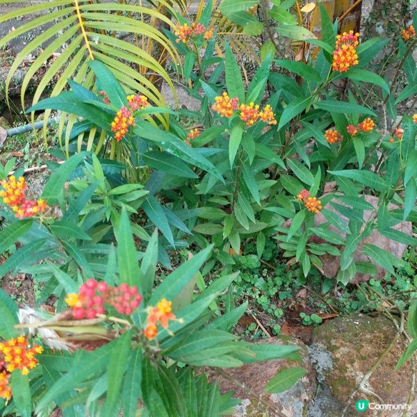 鍾意植物真係可以去睇下