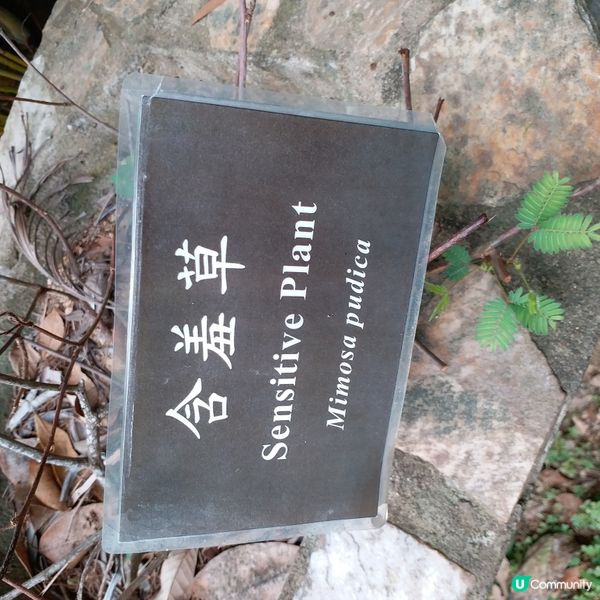 鍾意植物真係可以去睇下