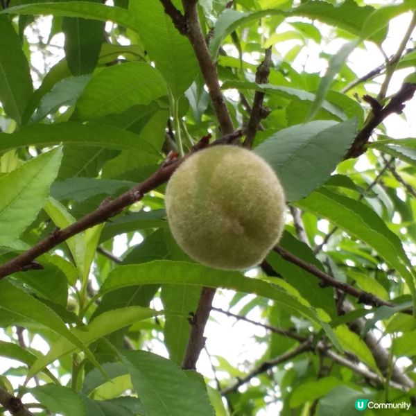 鍾意植物真係可以去睇下