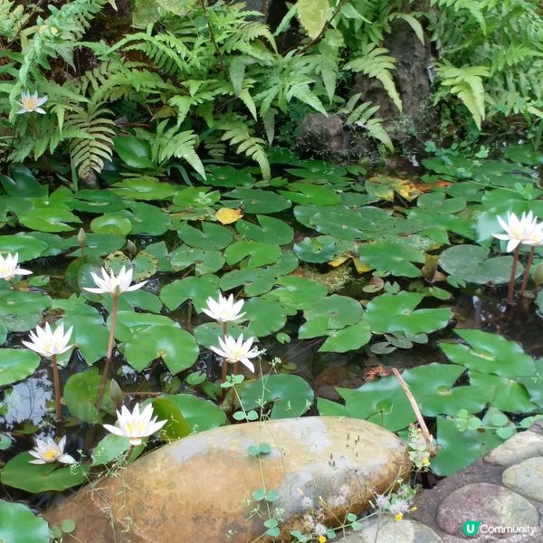 鍾意植物真係可以去睇下