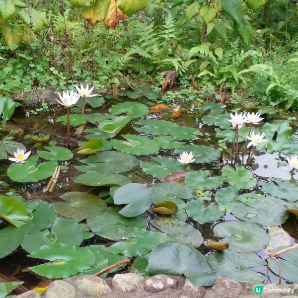 鍾意植物真係可以去睇下
