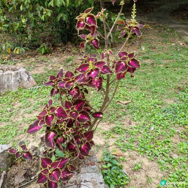 鍾意植物真係可以去睇下