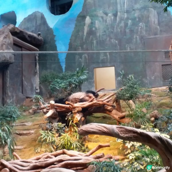 生日免費遊Ocean Park