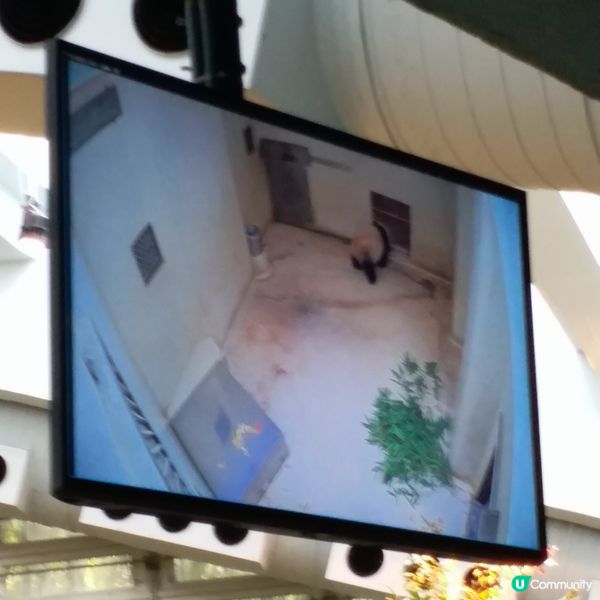 生日免費遊Ocean Park