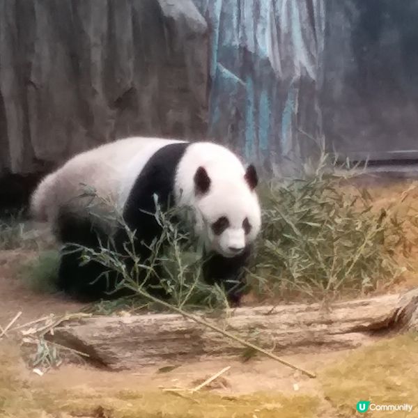 生日免費遊Ocean Park