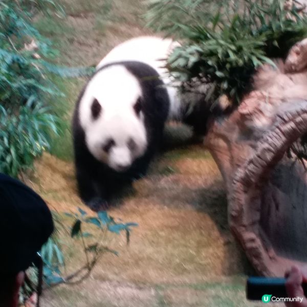 生日免費遊Ocean Park