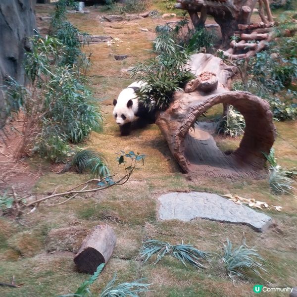 生日免費遊Ocean Park