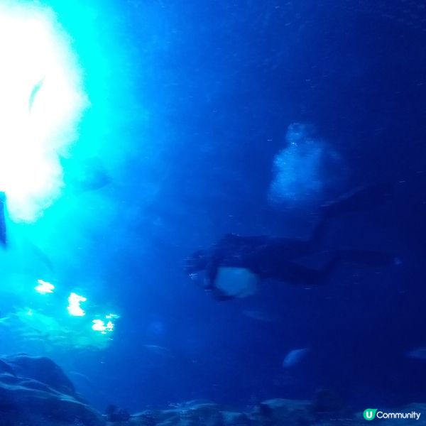 水族館好吸引