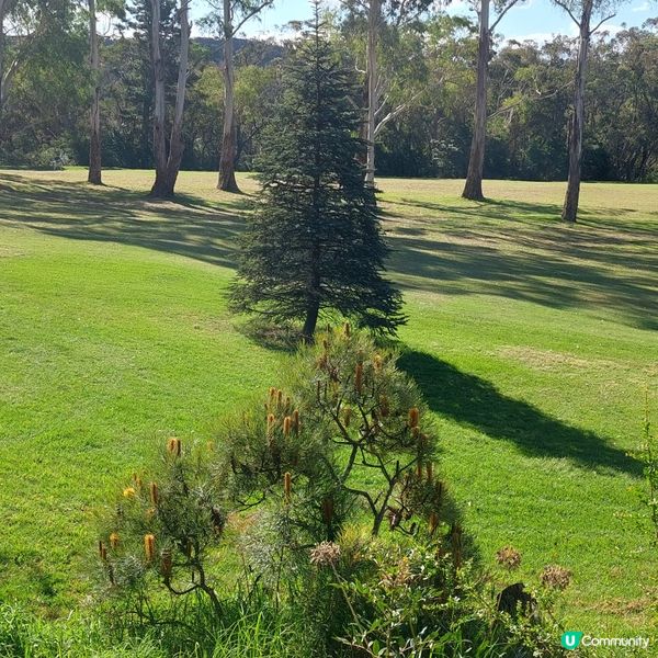 藍山～悉尼  🏞