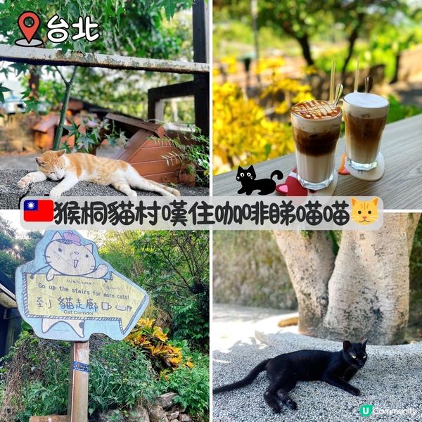 🇹🇼𤠣桐貓村嘆住咖啡睇喵喵🐱