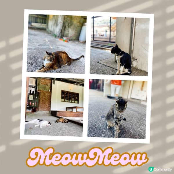 🇹🇼𤠣桐貓村嘆住咖啡睇喵喵🐱