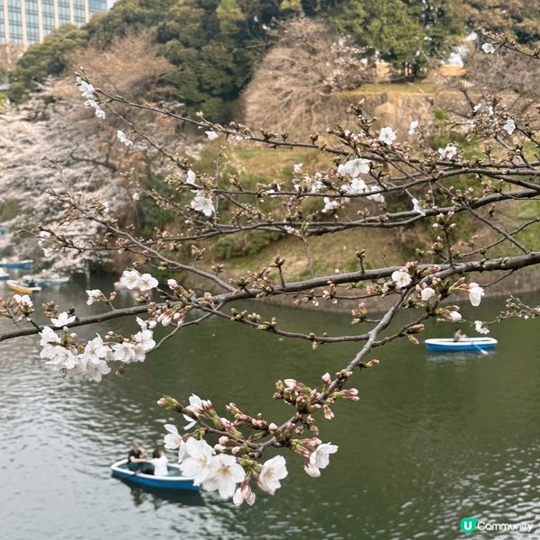 東京🌸千鳥淵，櫻花隧道夢幻之旅！