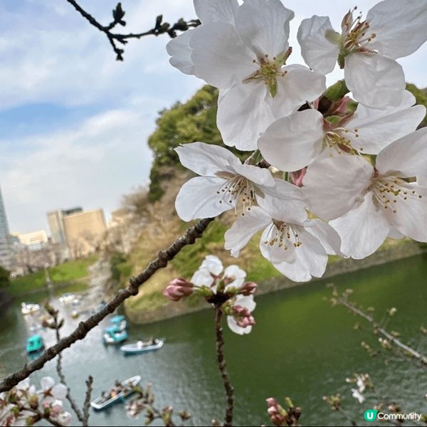 東京🌸千鳥淵，櫻花隧道夢幻之旅！