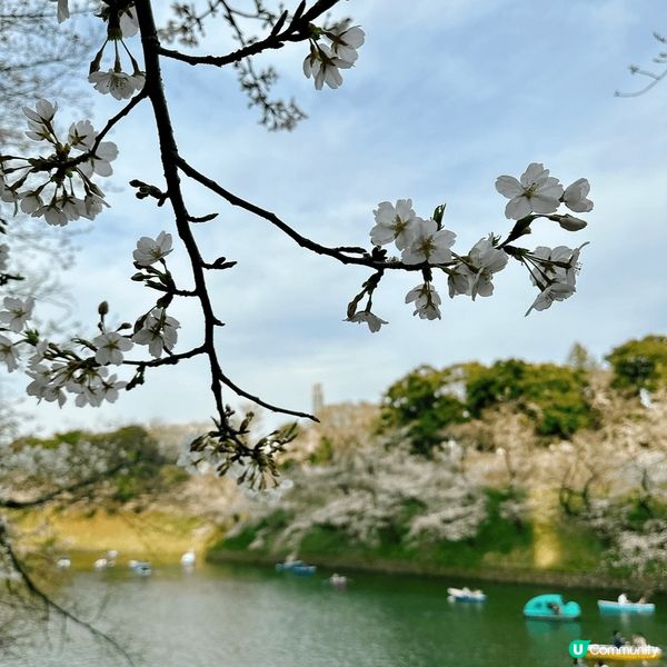 東京🌸千鳥淵，櫻花隧道夢幻之旅！