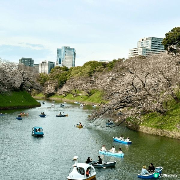 東京🌸千鳥淵，櫻花隧道夢幻之旅！