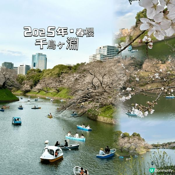 東京🌸千鳥淵，櫻花隧道夢幻之旅！