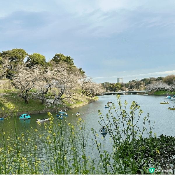 東京🌸千鳥淵，櫻花隧道夢幻之旅！