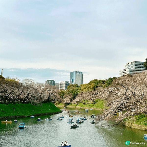 東京🌸千鳥淵，櫻花隧道夢幻之旅！