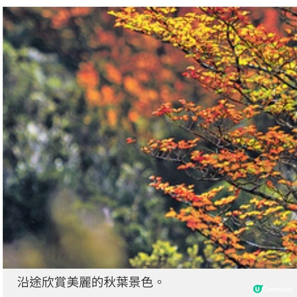 遠離地震預測地區走入塔斯曼尼亞 延續秋日賞葉浪漫