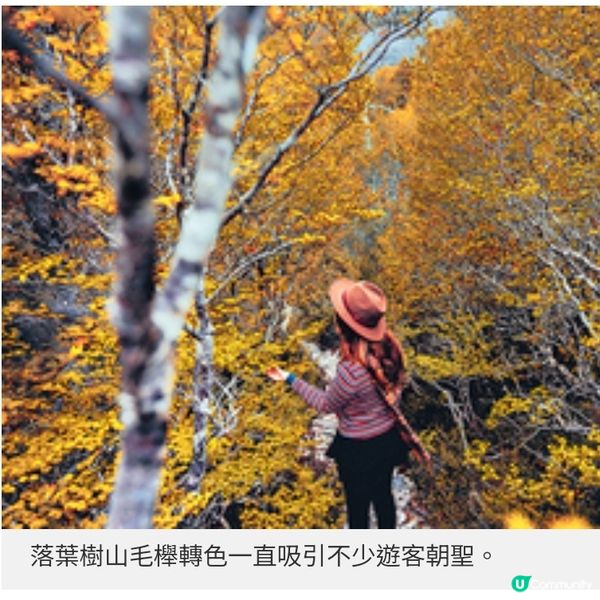 遠離地震預測地區走入塔斯曼尼亞 延續秋日賞葉浪漫